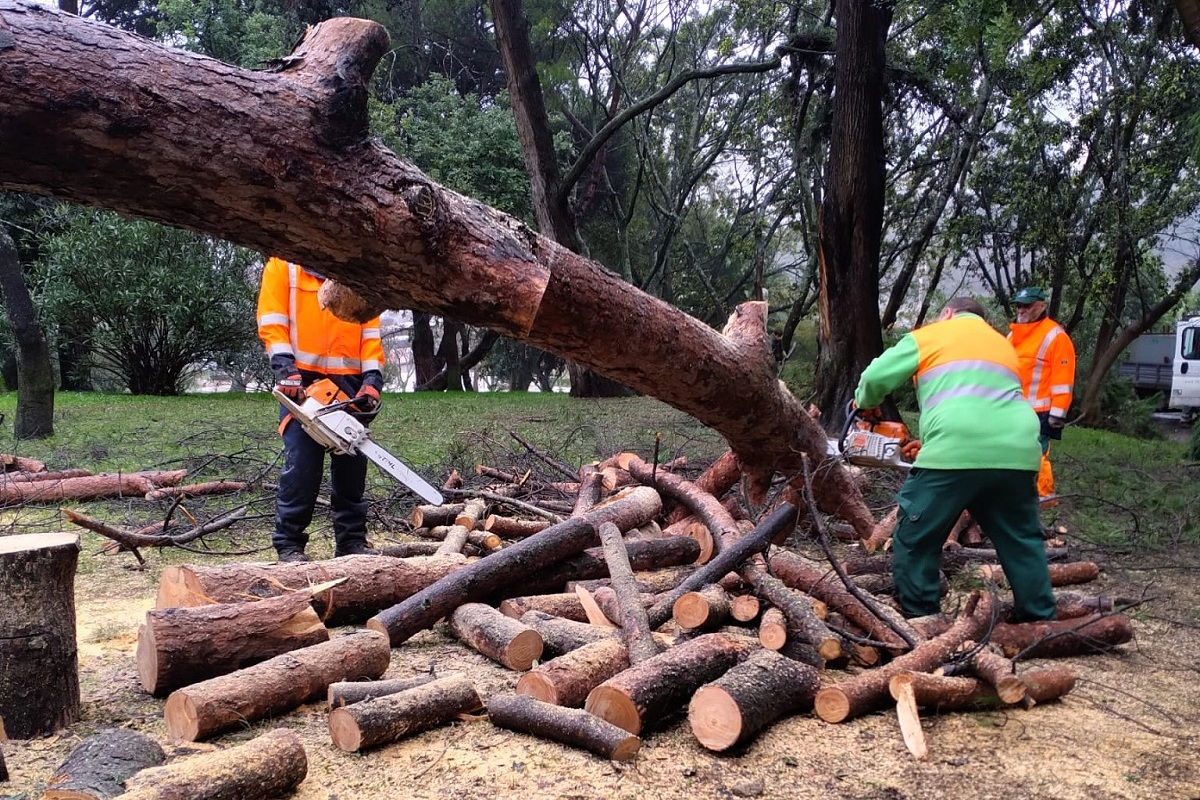 A partir de amanhã, 21 de fevereiro, a lenha das árvores derrubadas pelas tempestades recentes será disponibilizada gratuitamente em Lisboa