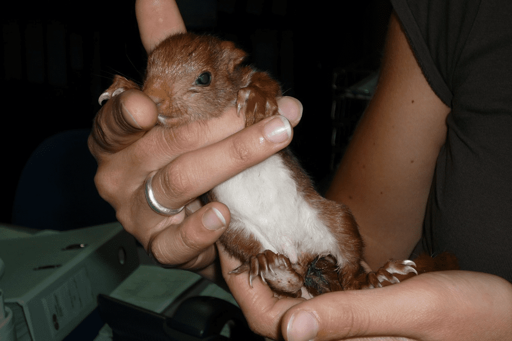 O Centro de Recuperação de Animais Silvestres recebe alguns esquilos encontrados feridos ou debilitados