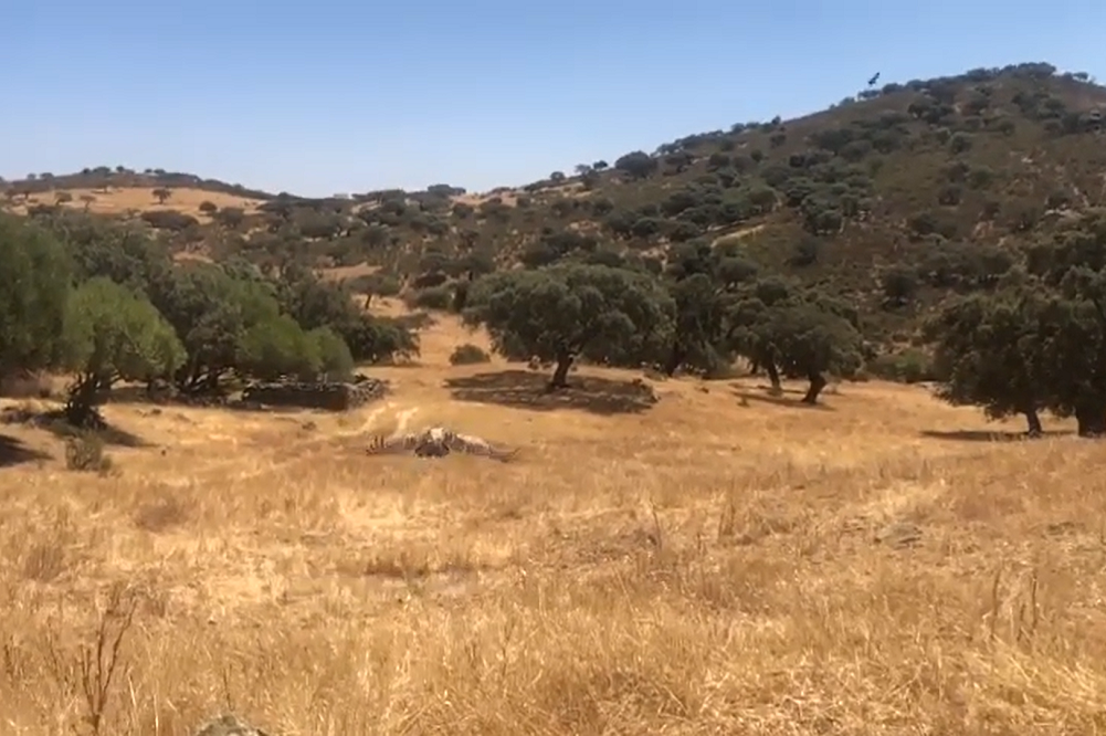 Grifos libertados a 22 de julho, em Moura, pelo Centro de Recuperação de Animais Silvestres de Lisboa