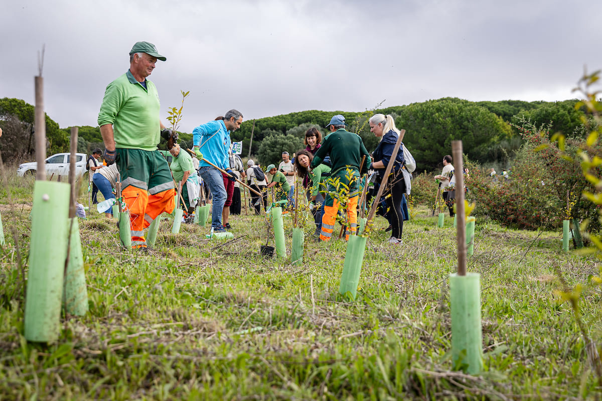 Plantação de árvores no Parque Florestal de Monsanto