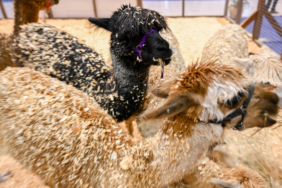 Espaço dedicado aos animais de quinta