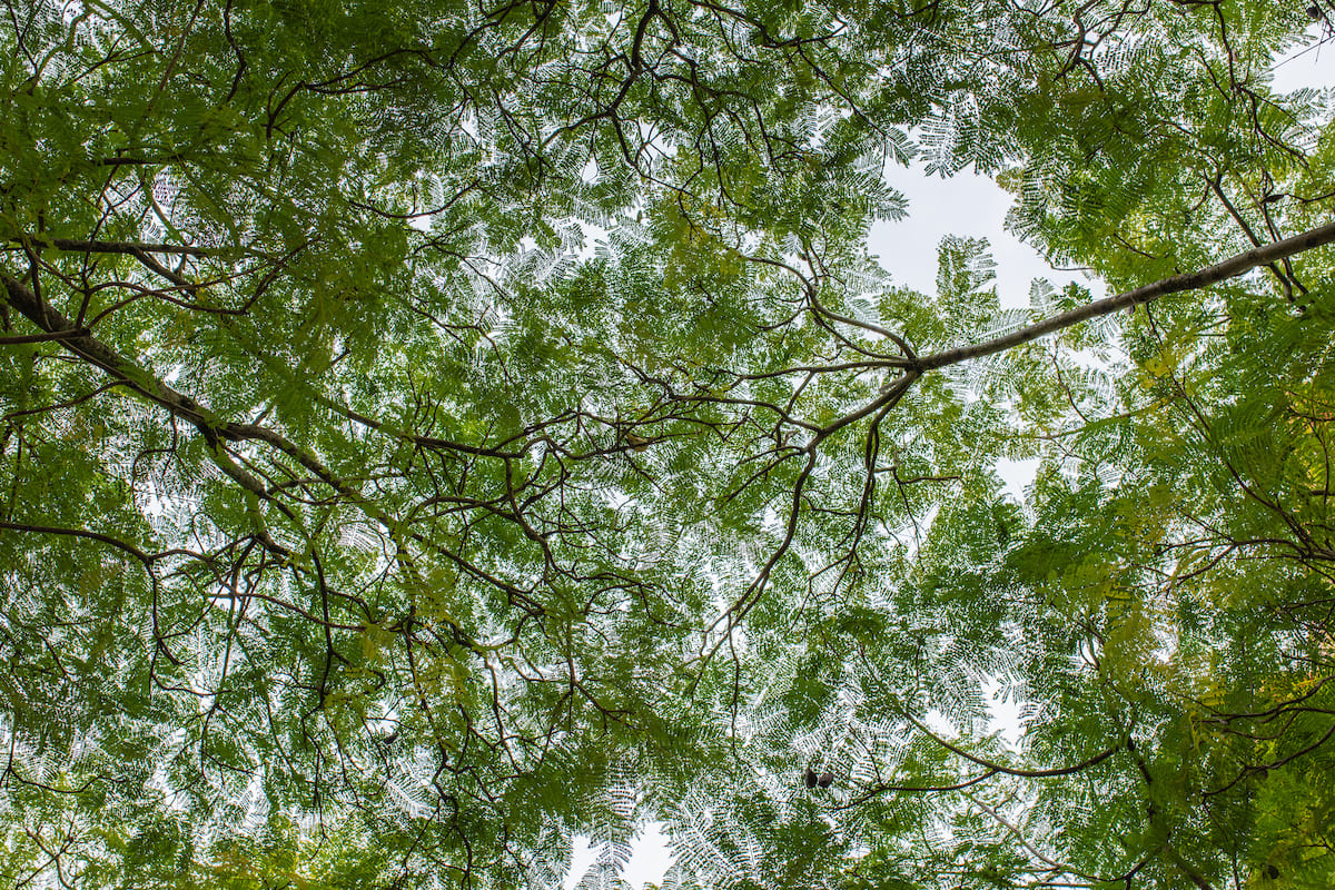 No Contrato Climático, Lisboa antecipa para 2030 a meta da neutralidade carbónica, sublinhando a sua ambição de se tornar uma cidade mais sustentável, resiliente e inclusiva