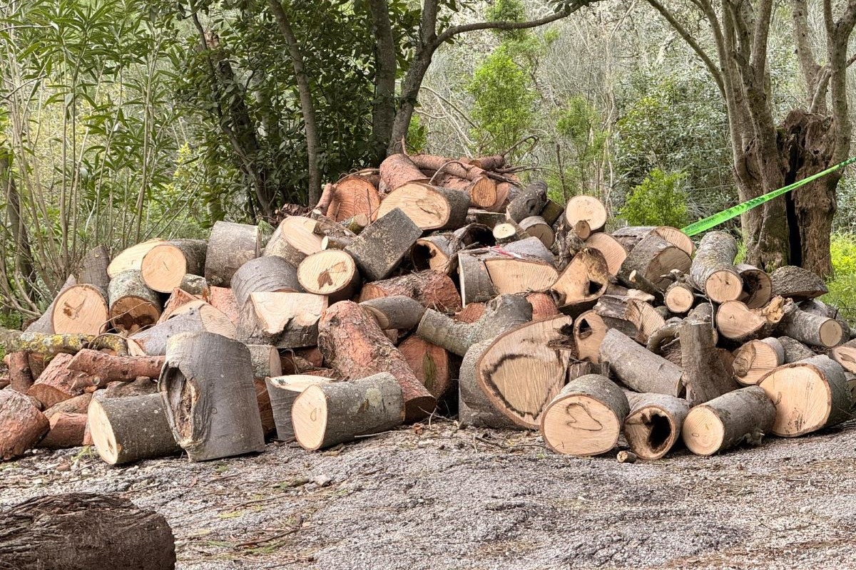 Lenha gratuita entregue a 200 pessoas