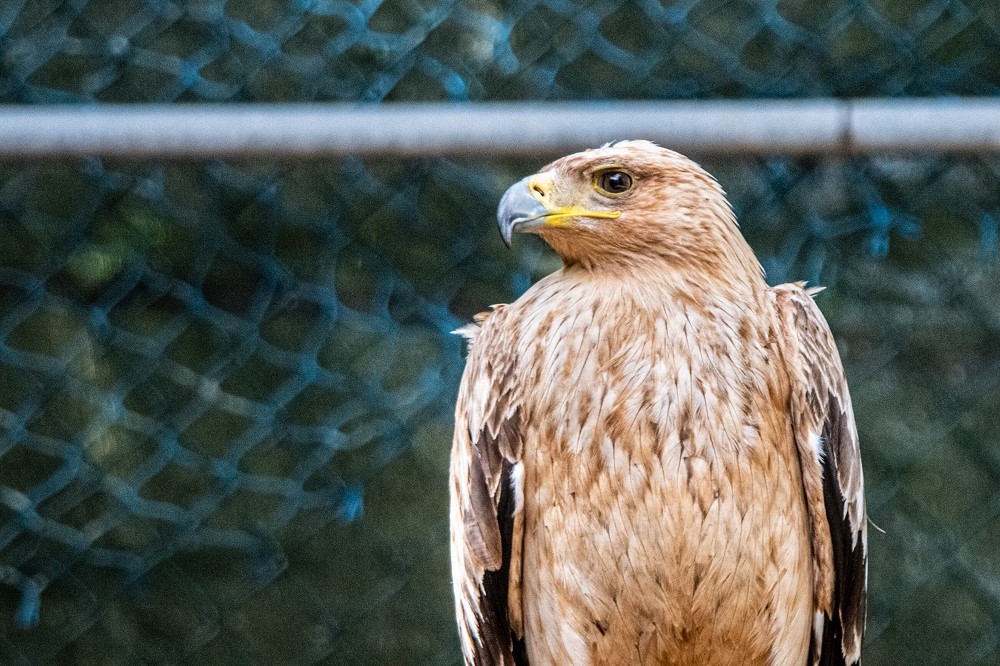 Águia-imperial-ibérica  © Vasco Coelho