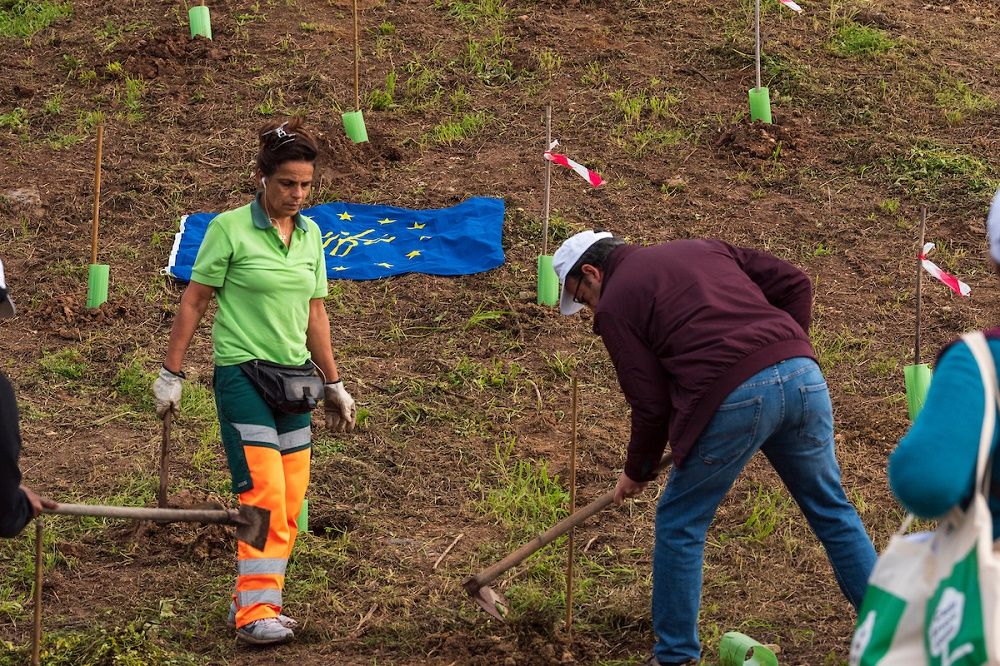 Oitenta voluntários plantaram 450 árvores no Vale de Chelas, em Marvila