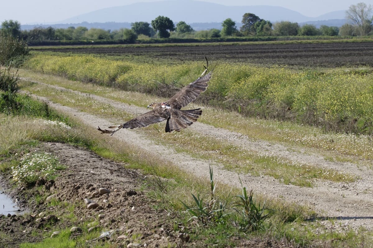A Águia-de-Bonelli está classificada com o estatuto Vulnerável © Rita Ferreira – SPEA