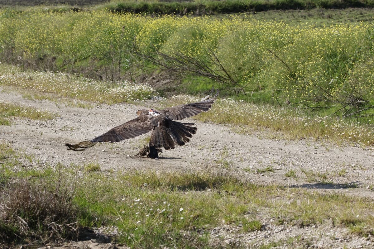A águia foi devolvida à natureza, na zona de origem, em Benavente © Rita Ferreira - SPEA