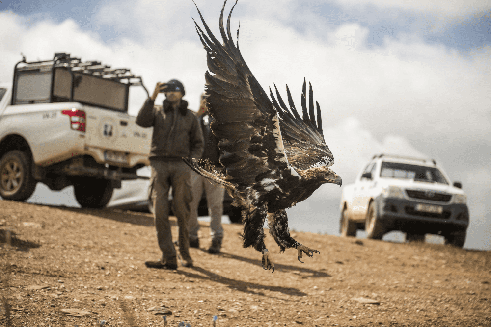 Águia-imperial-ibérica libertada ao seu habitat natural