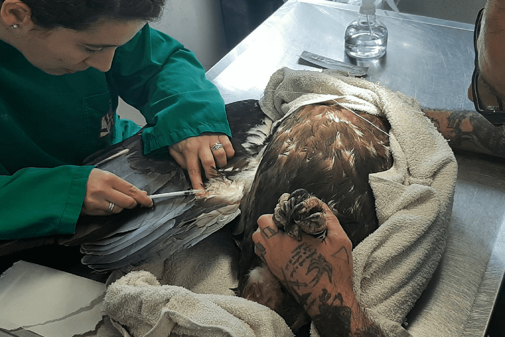 Realização de exames complementares de diagnóstico  no LxCras