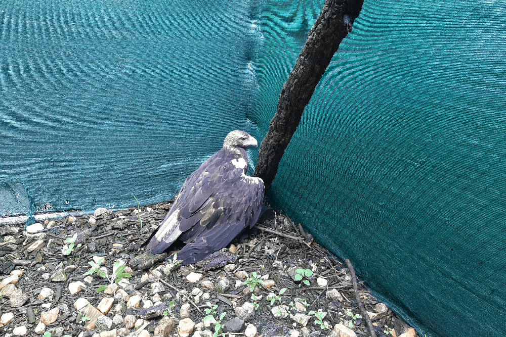 Após três meses de tratamento e vigilância clínica, a águia recuperou a sua condição física e capacidade de voo