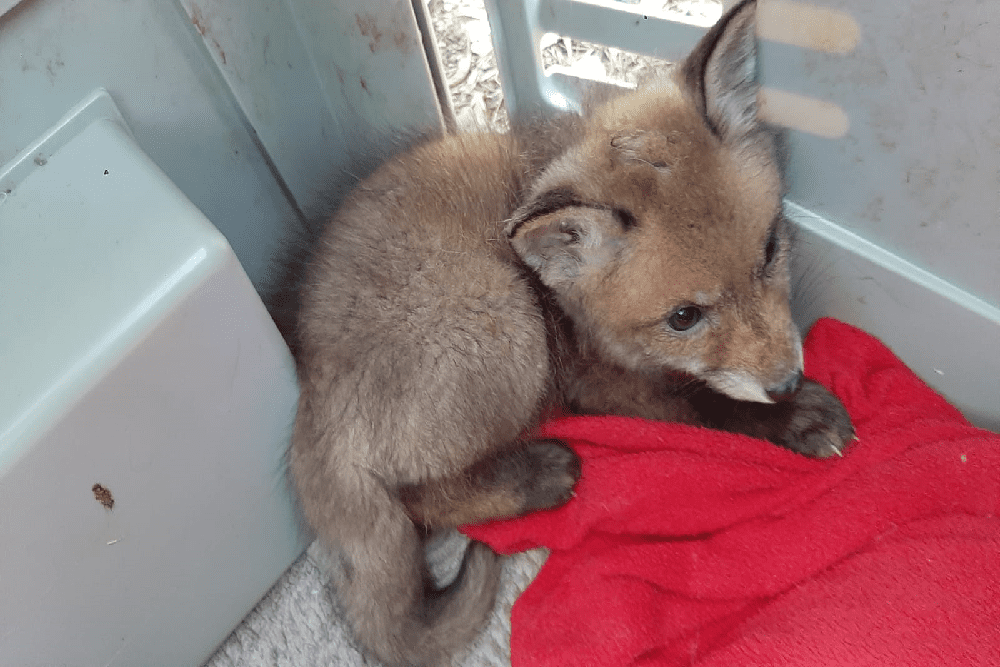 As crias de raposa estão agora ao cuidado do LxCRAS