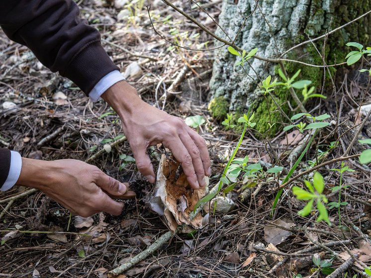 Cogumelo a ser retirado do solo