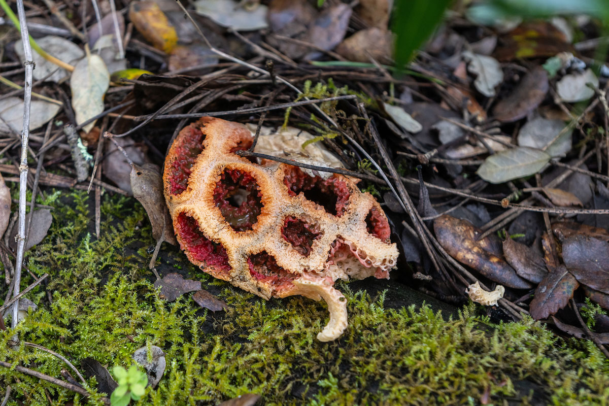 Espécie de cogumelo gaiola-de-bruxa